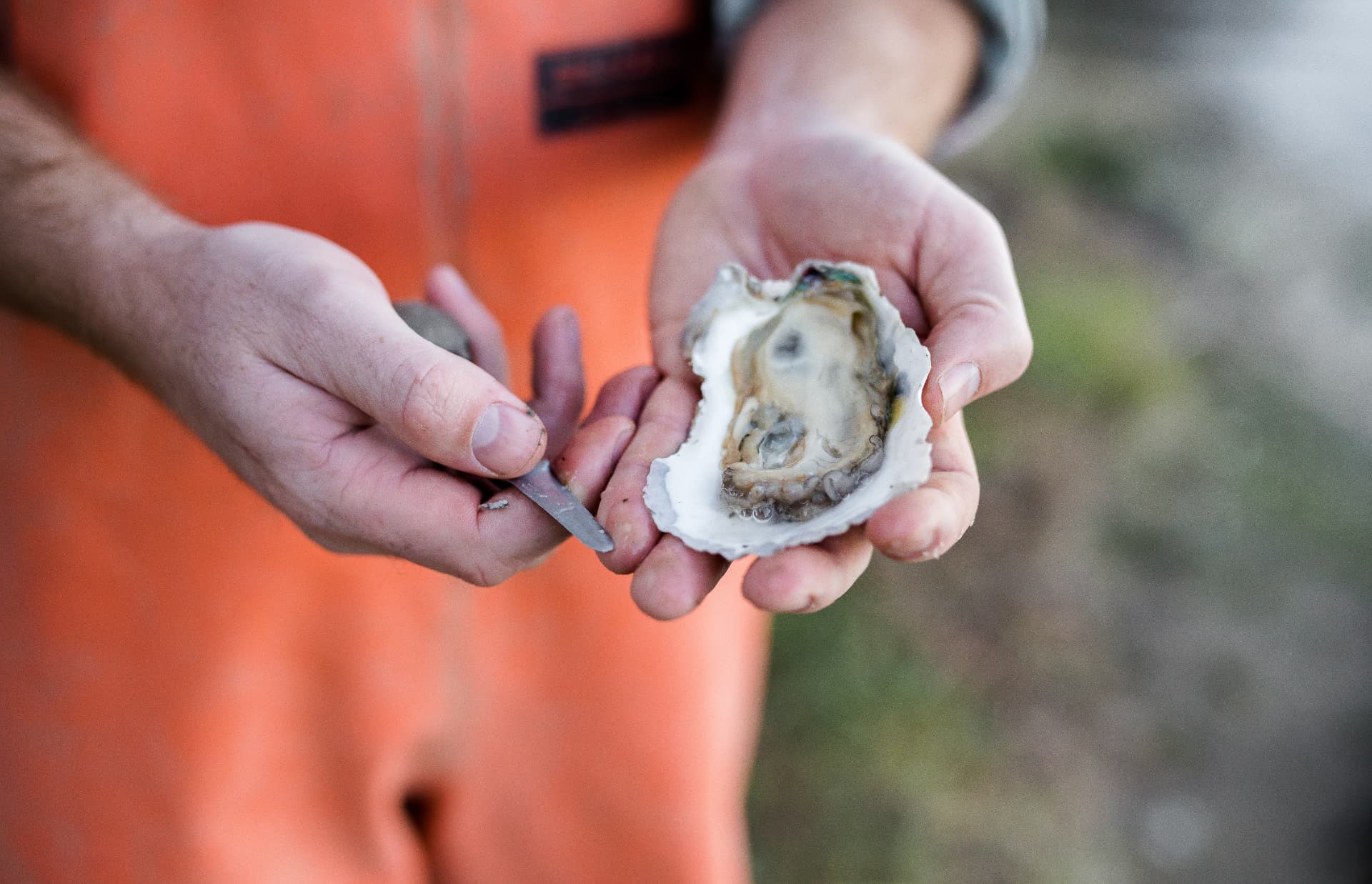 An oyster farmer holding a freshly shucked oyster and a shucking knife